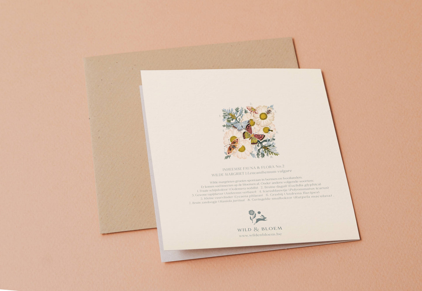 Greeting card - Wild marguerite