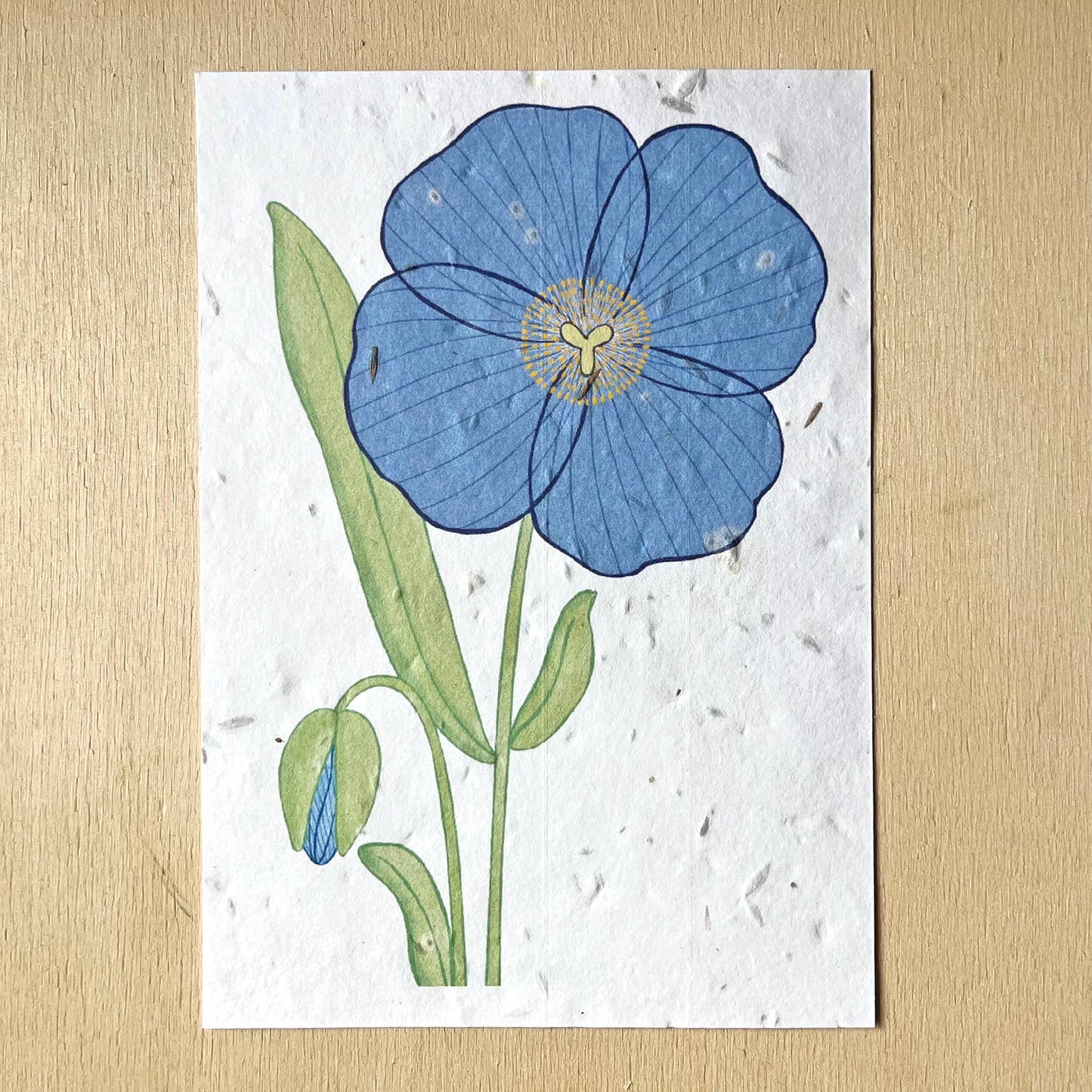 Blue poppy | Growth card