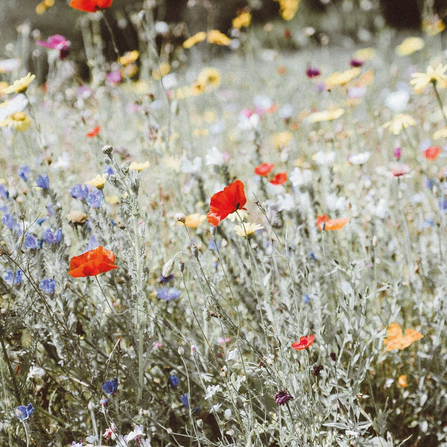 Thank you - Wildflower seed packet