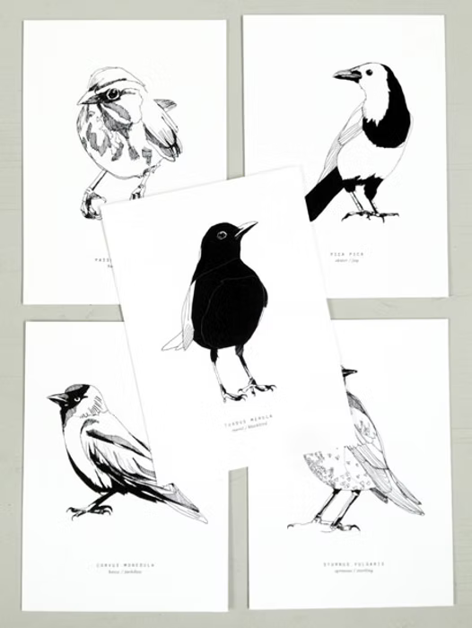 5 Dutch Birds