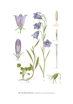 Congratulations Card Bluebell: 10.5x15