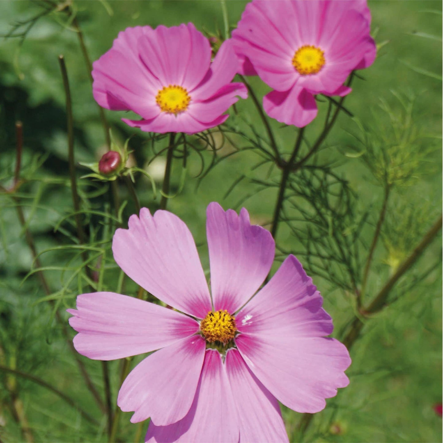 Happy Mother's Day - Cosmos seed packet