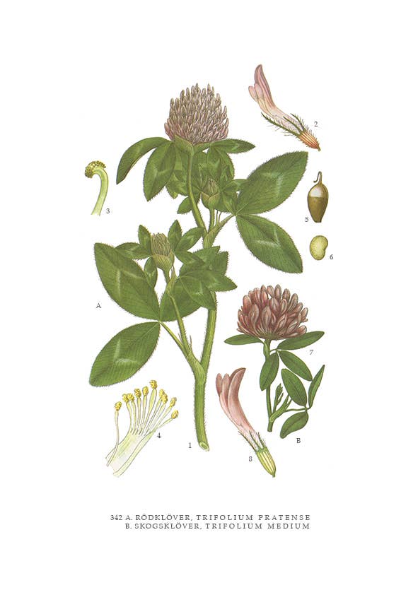 Congratulations Card Red Clover: 10.5x15