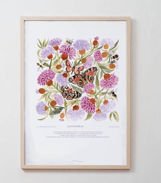 A4 poster - Knapweed
