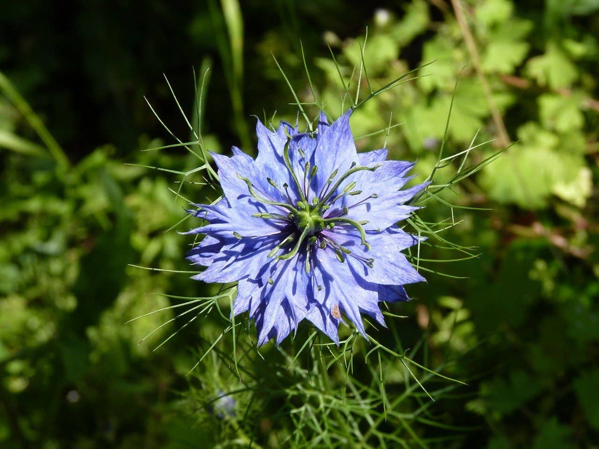 Happy You Nigella Seed Sachet