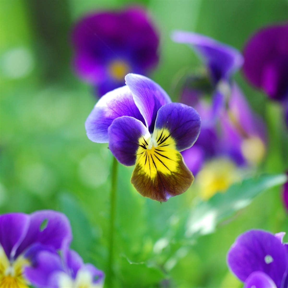 Happy Birthday - Pansy Seed Packet