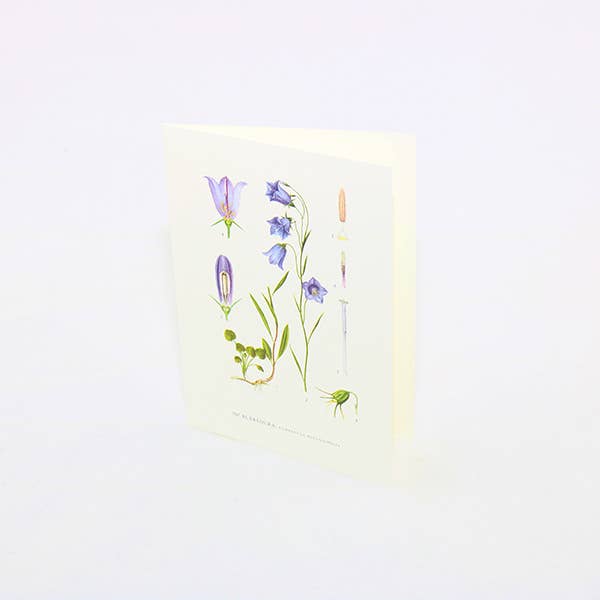 Congratulations Card Bluebell: 10.5x15