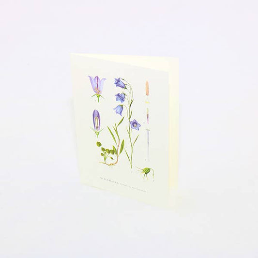 Congratulations Card Bluebell: 10.5x15