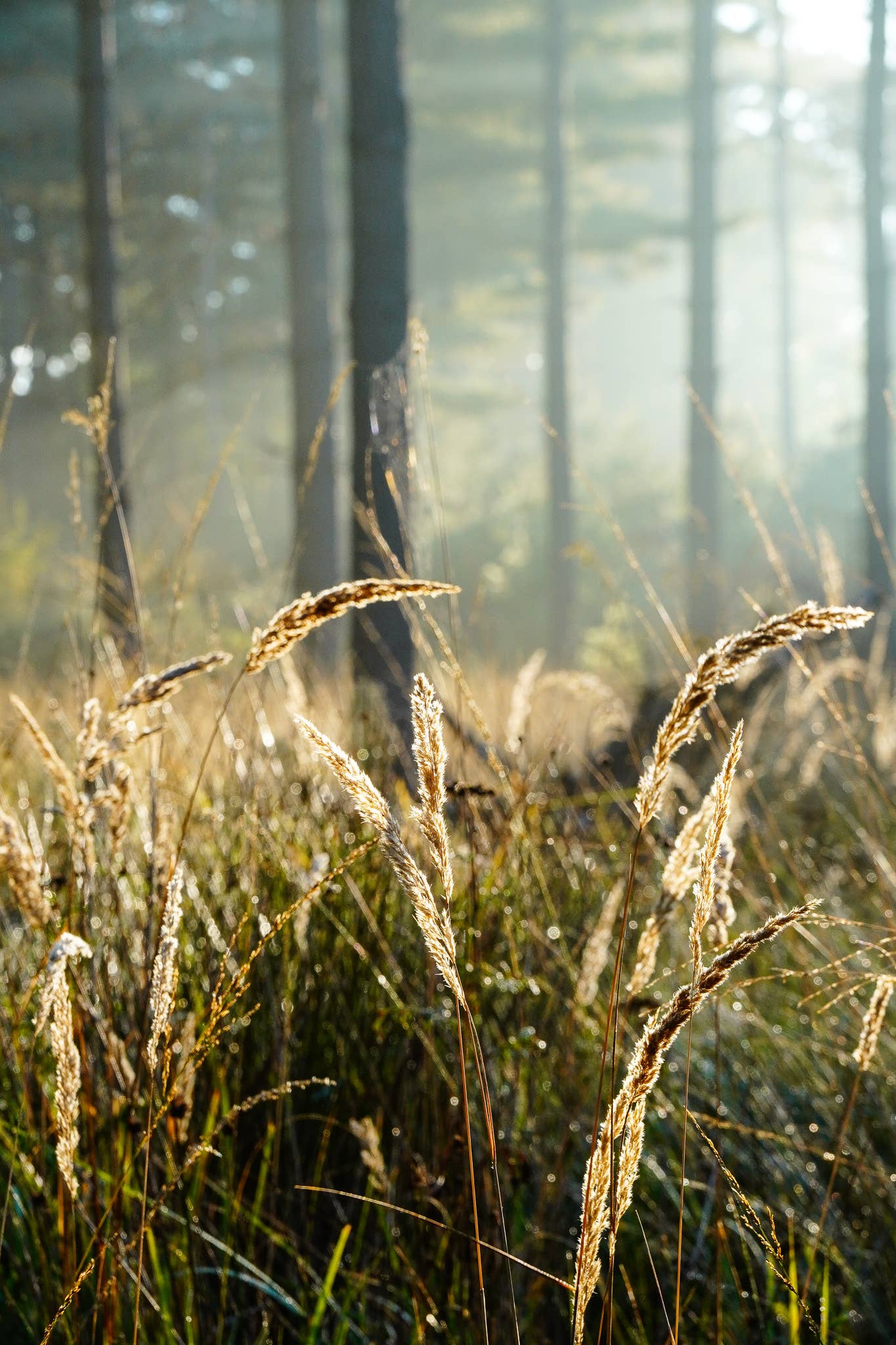 Eco postcard (recycled paper) morning breath