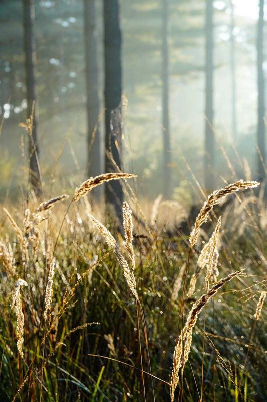 Eco postcard (recycled paper) morning breath