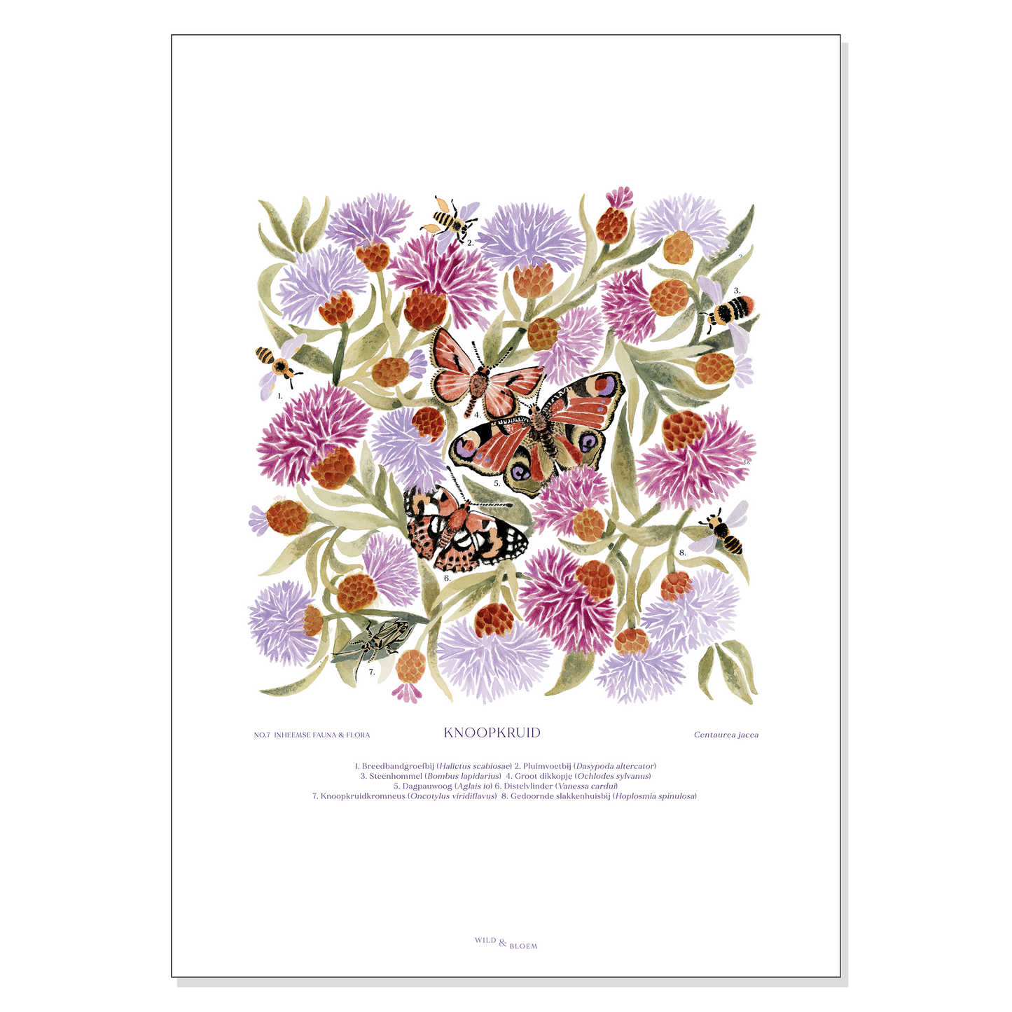A4 poster - Knapweed
